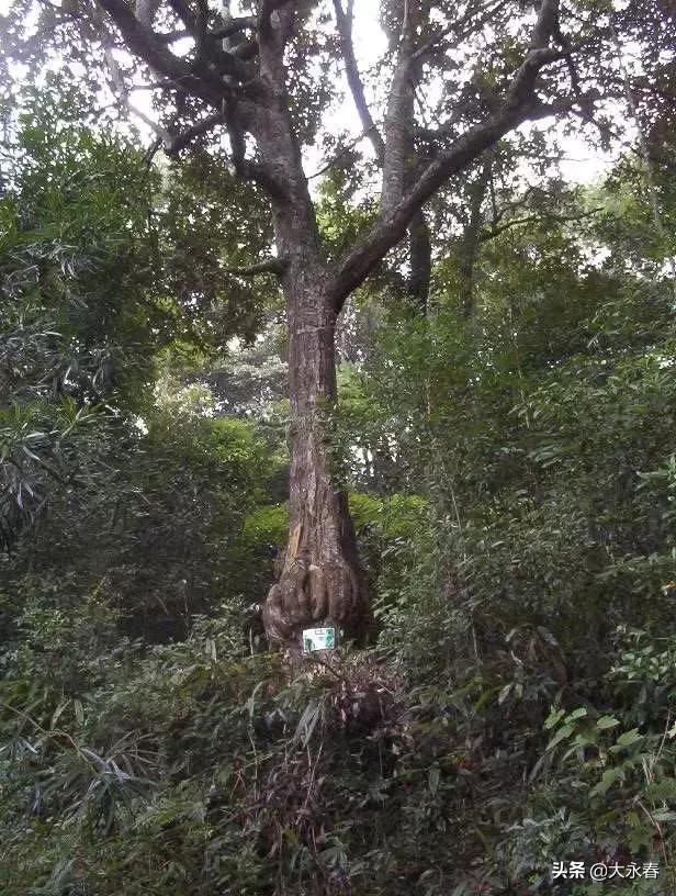 永春免费旅游景点大全一日游,永春山歌小镇旅游攻略