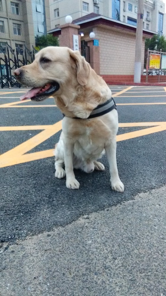 努比亚即将发布手机,努比亚最新发布手机