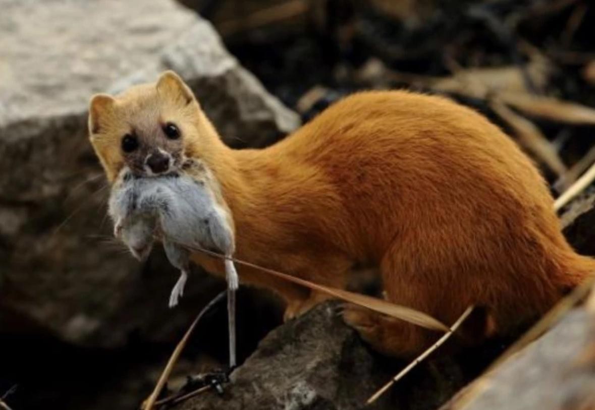 民间不祥生物黄鼠狼,在农村遇到黄鼠狼该怎么办
