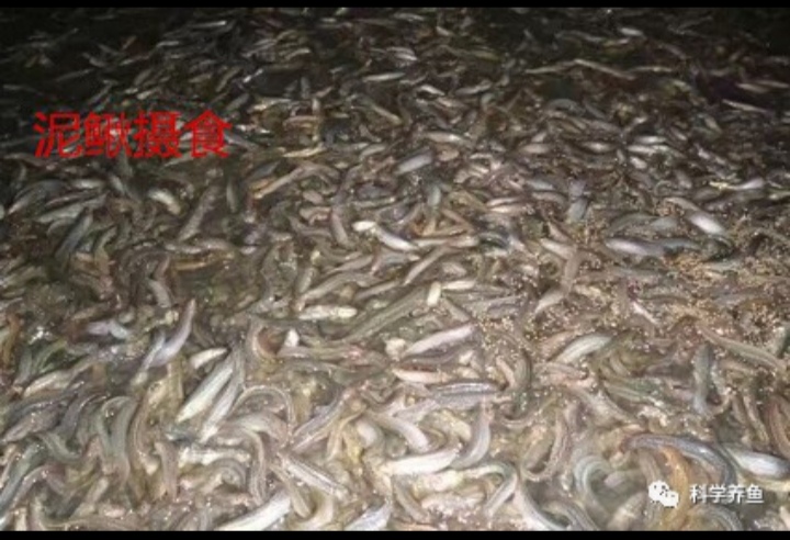 庄稼汉养殖泥鳅是真的吗,旱泥鳅养殖