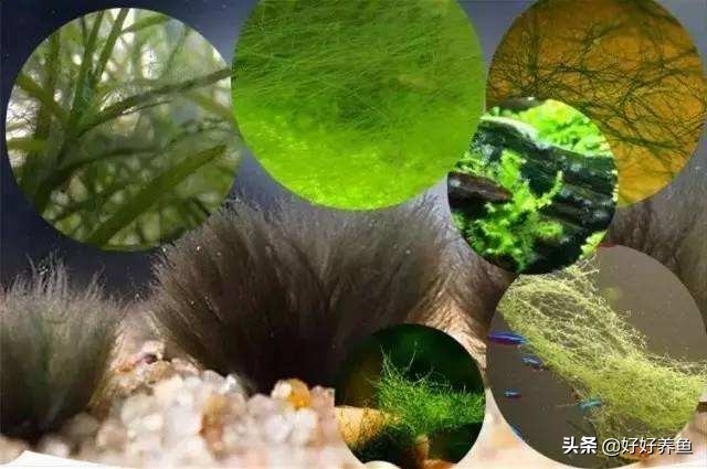 鱼缸换水注意事项养鱼老道,鱼缸养鱼换水的重要性