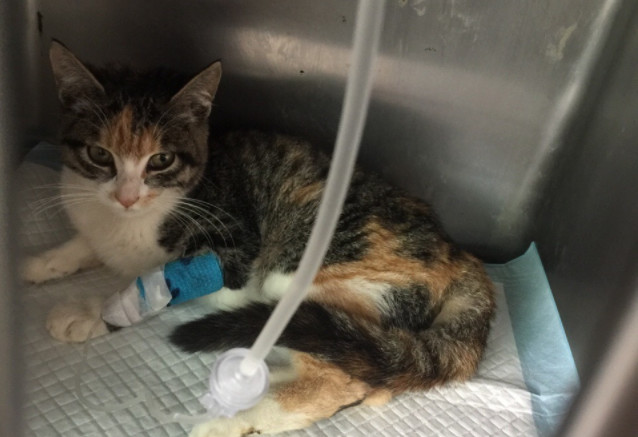 宠物店买猫中遇到的三个坑点，挑选健康幼猫需把控好细节