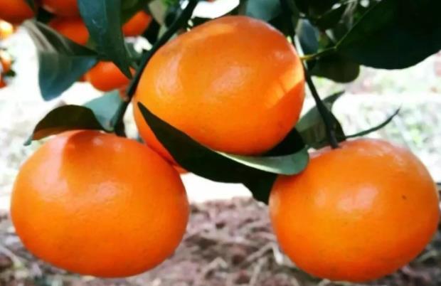 果树打农药可以用赤霉素吗,赤霉素能与哪些杀虫剂混用