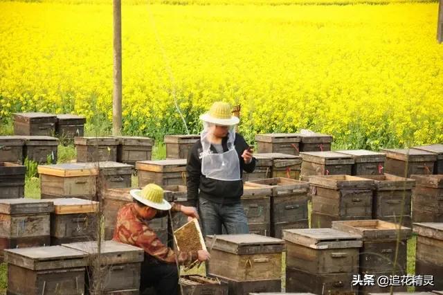 现在买到真蜂蜜真难,市面上感觉好多蜂蜜都是假的