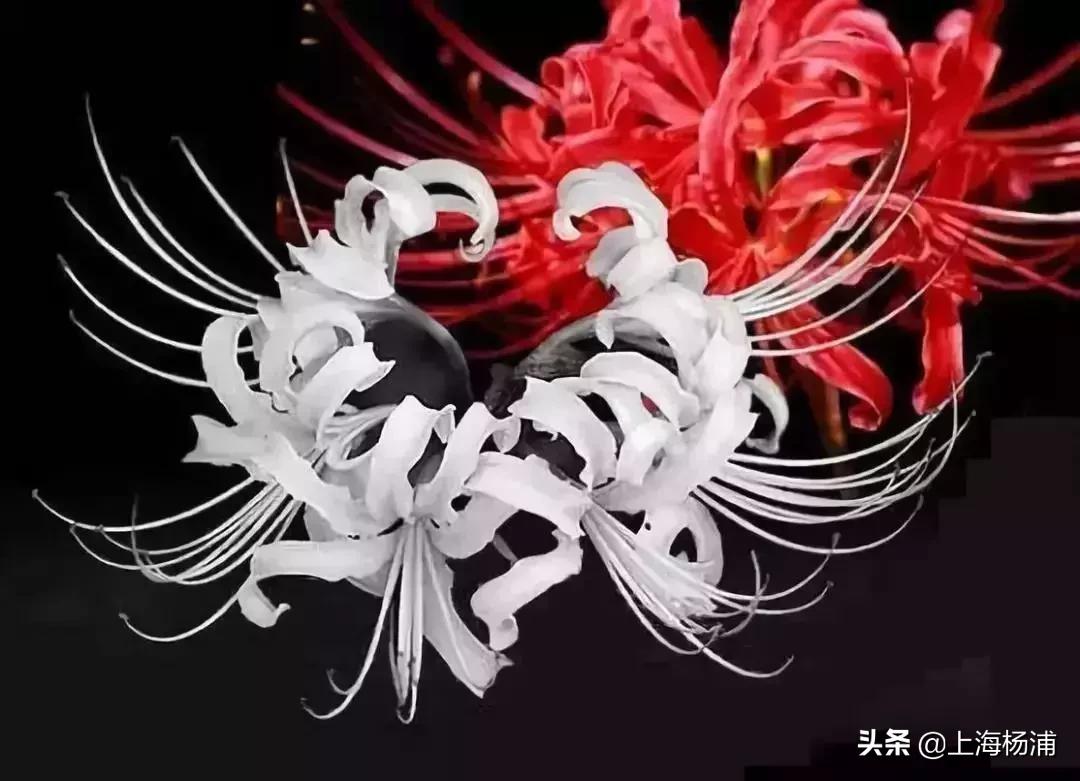 鍞湁椴滆姳闃冲厜鍜岀埍涓嶅彲杈滆礋,鍏遍潚妫灄鍏洯绉嬭壊缇庡緱浠や汉绐掓伅