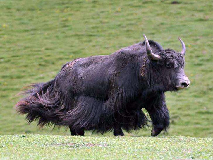 世界上最强壮的牛体重堪比大象,世界最大的牛多少斤吉尼斯