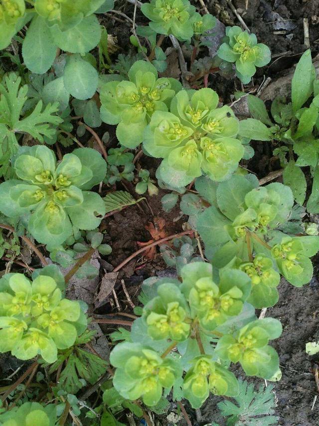 五朵云野草图片,五朵云野草图片大全