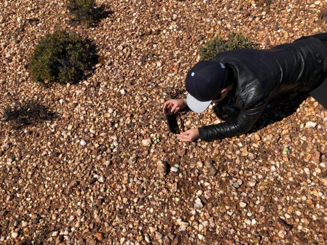 一棵多肉直播间,一元一棵多肉直播间