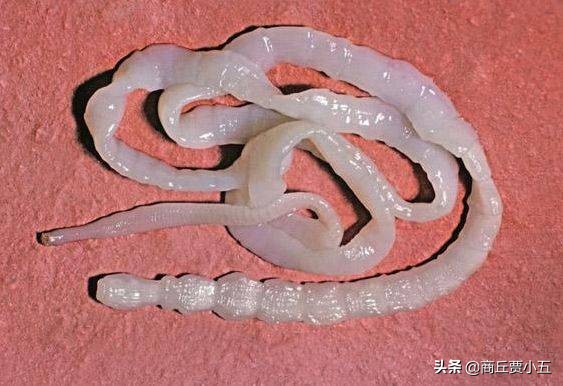 羊寄生虫预防措施,羊寄生虫怎么治