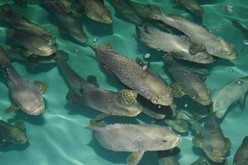 石斑鱼肠炎的症状及治疗方法,石斑鱼白便怎么治疗最好