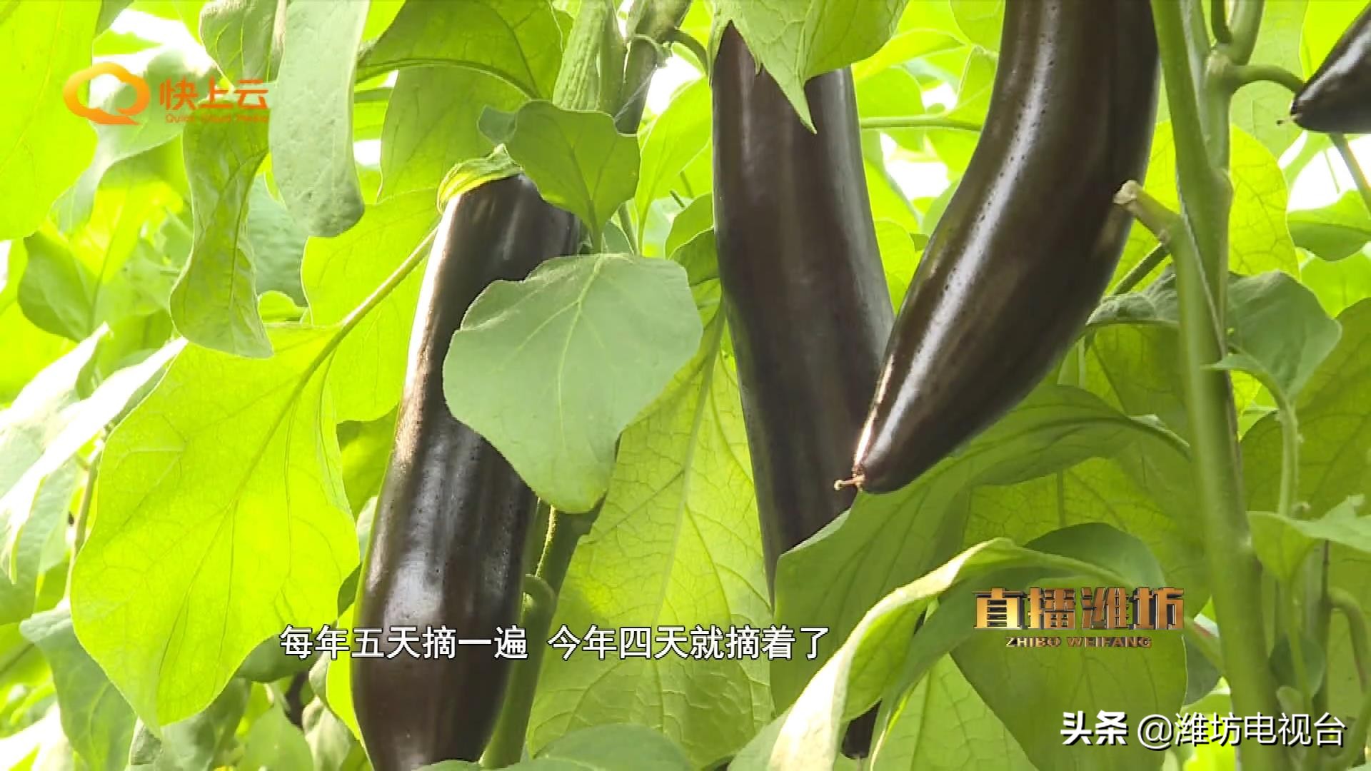 自制酵素真的这么神奇吗,环保酵素怎么改良土壤