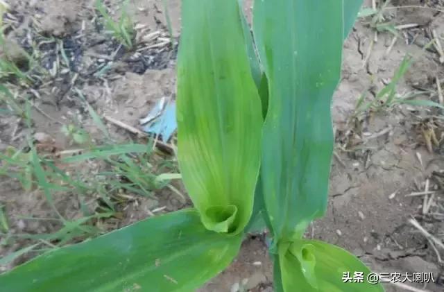 玉米苗后除草剂药害下雨会减轻吗,玉米除草剂对豆角的药害怎么解除