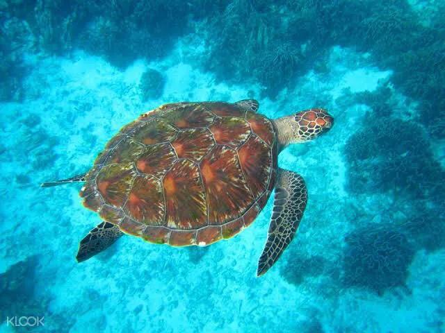 泰国普吉岛十大潜水景点排名第一,泰国斯米兰潜水推荐