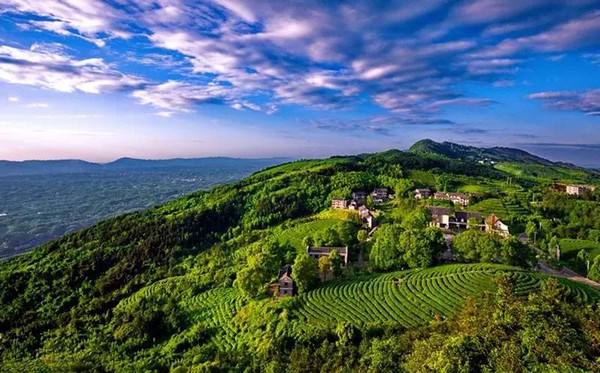 茶园和竹海生在一起会是什么样的美景？重庆永川茶山竹海给你答案