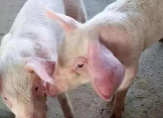 猪耳廓增厚肿胀是哪方面引起的？该如何治疗和防控