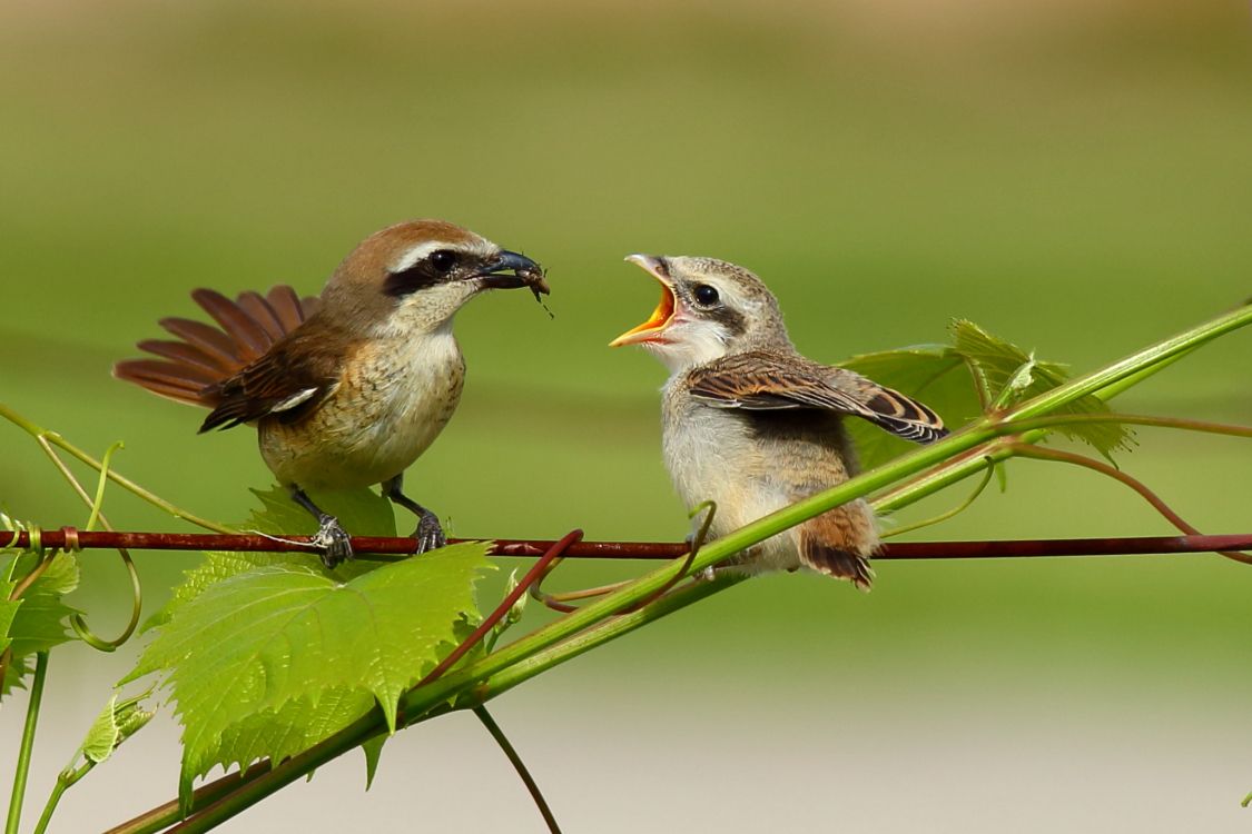 五年级语文写人考试作文范文,五年级上册写人作文秘诀方法