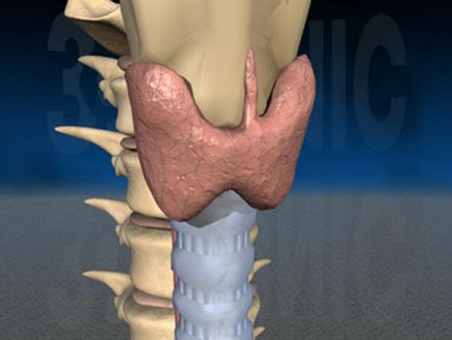 有甲状腺疾病能不能吃含碘食物,为什么要吃碘来预防甲状腺疾病