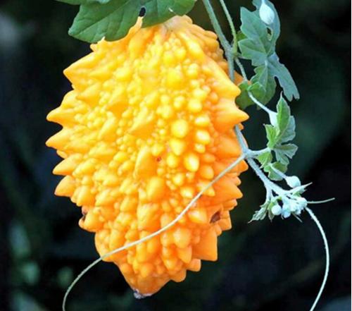 苦瓜的变种,苦瓜最原始的品种