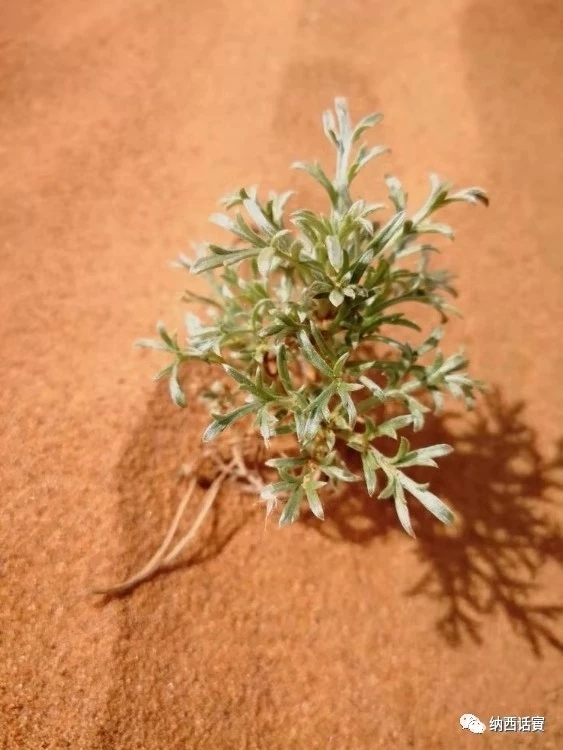 叶紫被雷劈穿越到异界,关于叶紫的穿越小说