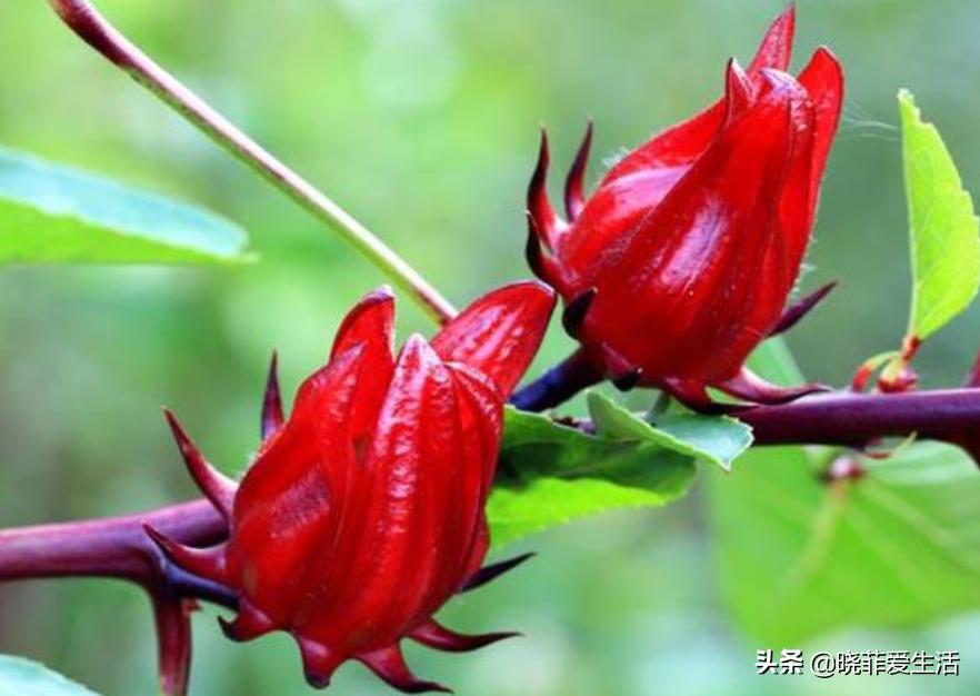 老中医喜欢养“6种花”，好看又养人，有利健康