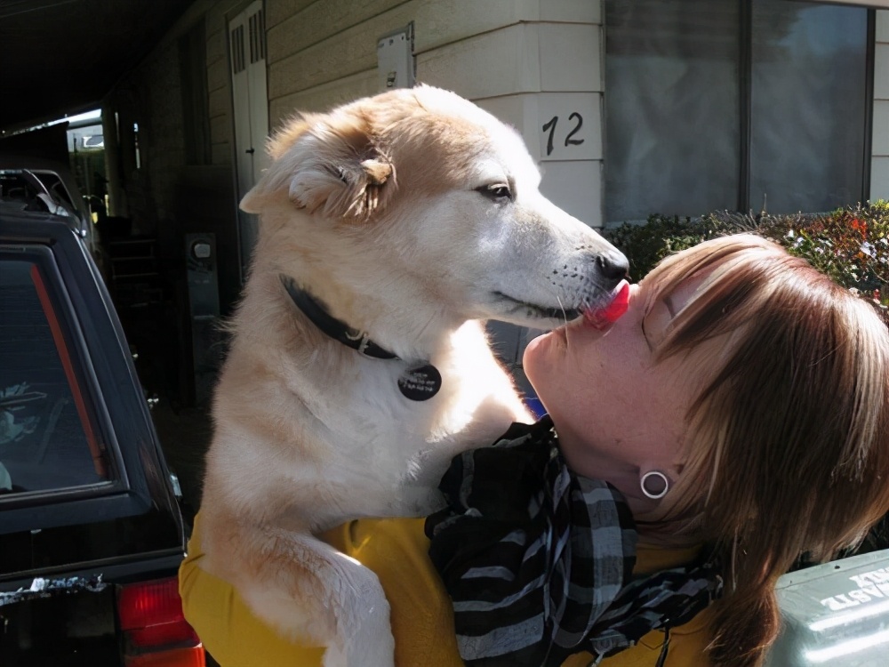 狗狗总是想舔人是什么意思,狗狗生理期肿大很厉害并且经常舔