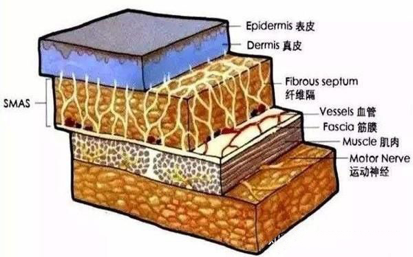面部紧致提拉抗衰针,紧致抗衰面部训练