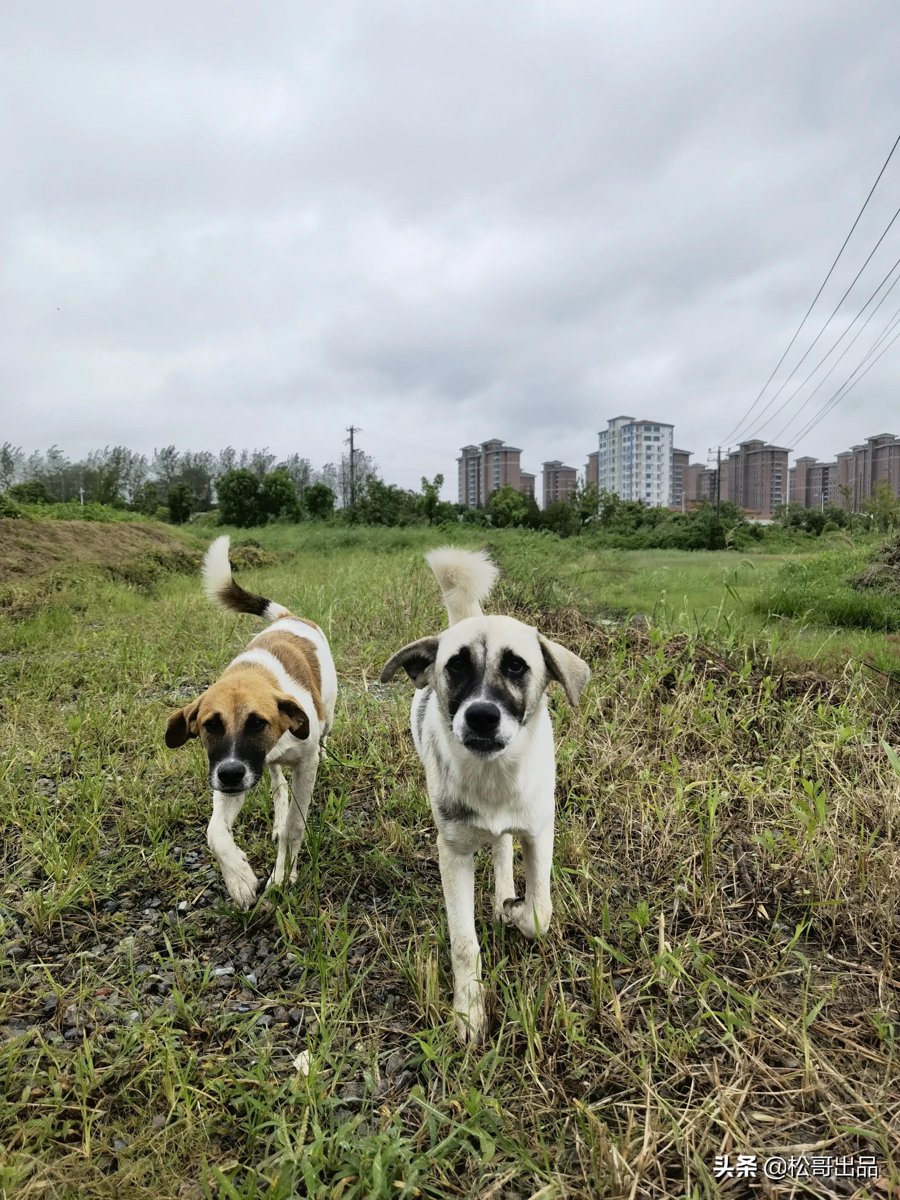 农家田园共享菜园,田园生活乐趣多上海菜园