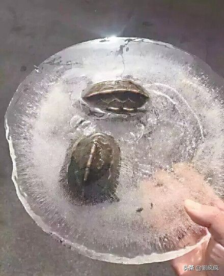 浅水龟冬眠淹死,龟浅水冬眠会水肿怎么治疗