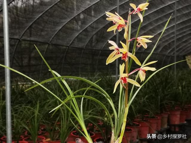 养好兰花注意这几点,养好兰花诀窍