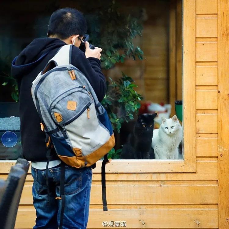 视力不好可以养黑猫吗,眼神不好的千万别养黑猫