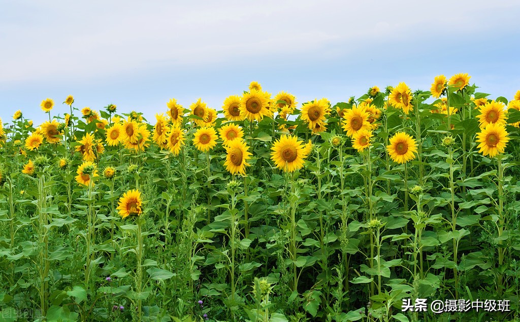拍向日葵的教程,向日葵拍花技巧