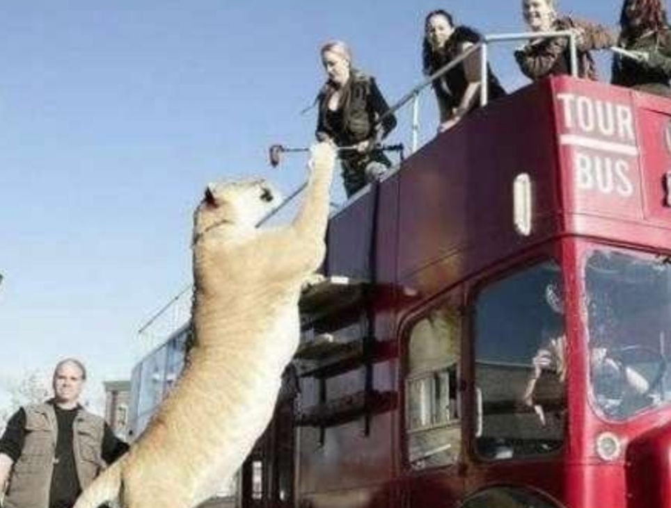 狮虎兽与狮子老虎谁厉害,巨型狮虎兽体重