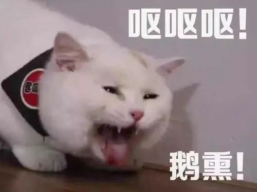 猫咪有绦虫吃什么药,猫咪绦虫是什么样的