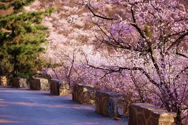 河南太行大峡谷桃花谷攻略,河南桃花谷风景