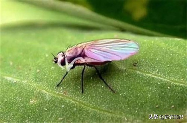 苹果栽种技术,苹果栽培技术