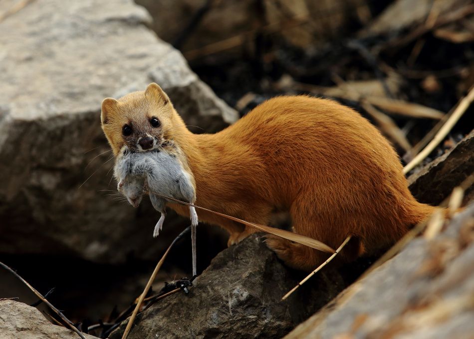 3年杀1.2万只“黄大仙”,被罚960万,其实农民这几种行为也违法