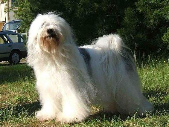 西藏四种原生犬,正在消失的四种本土犬