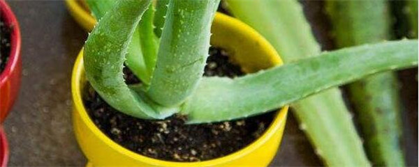 芦荟根部烂了怎么办用什么药,芦荟的根烂了怎么回事