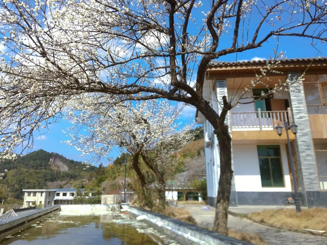 「山水中国」2021年1月||才入南湖烟雨路,梅开十里合春云