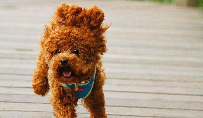 怎么样训练泰迪犬定点大小便,怎么引导泰迪狗狗定点大小便