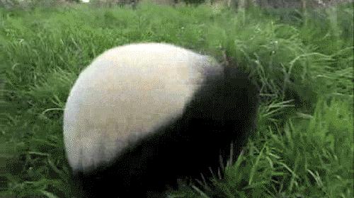 把大熊猫养成了摇钱树，日本人是如何做到的？