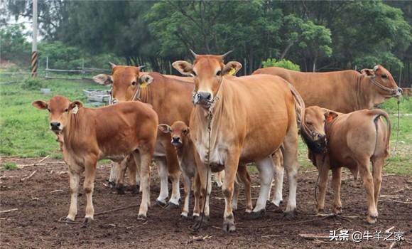 牛得了口蹄疫什么症状,牛口蹄疫的症状与治疗方法