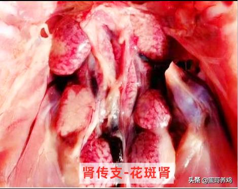 家禽肝肿大是什么病,家禽肾脏肿大怎么治疗