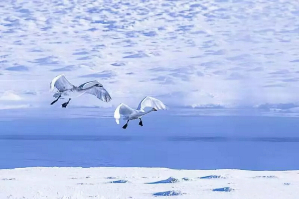 巴音布鲁克镇冬天的生活,巴音郭楞自治州和静县冬天