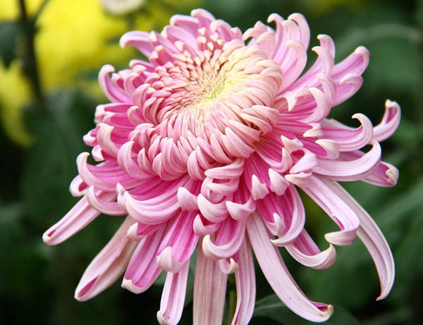 肛裂是什么引起的有什么方法治,肛裂什么原因引起的呢