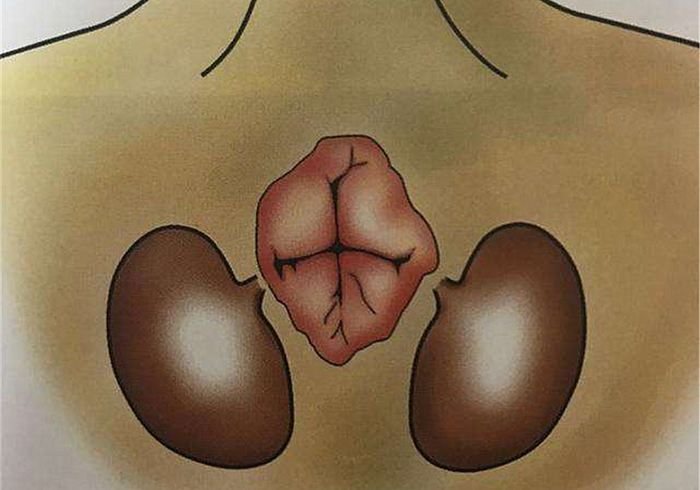 辟谣猫咪真的没有九条命,辟谣猫咪的六个谣言