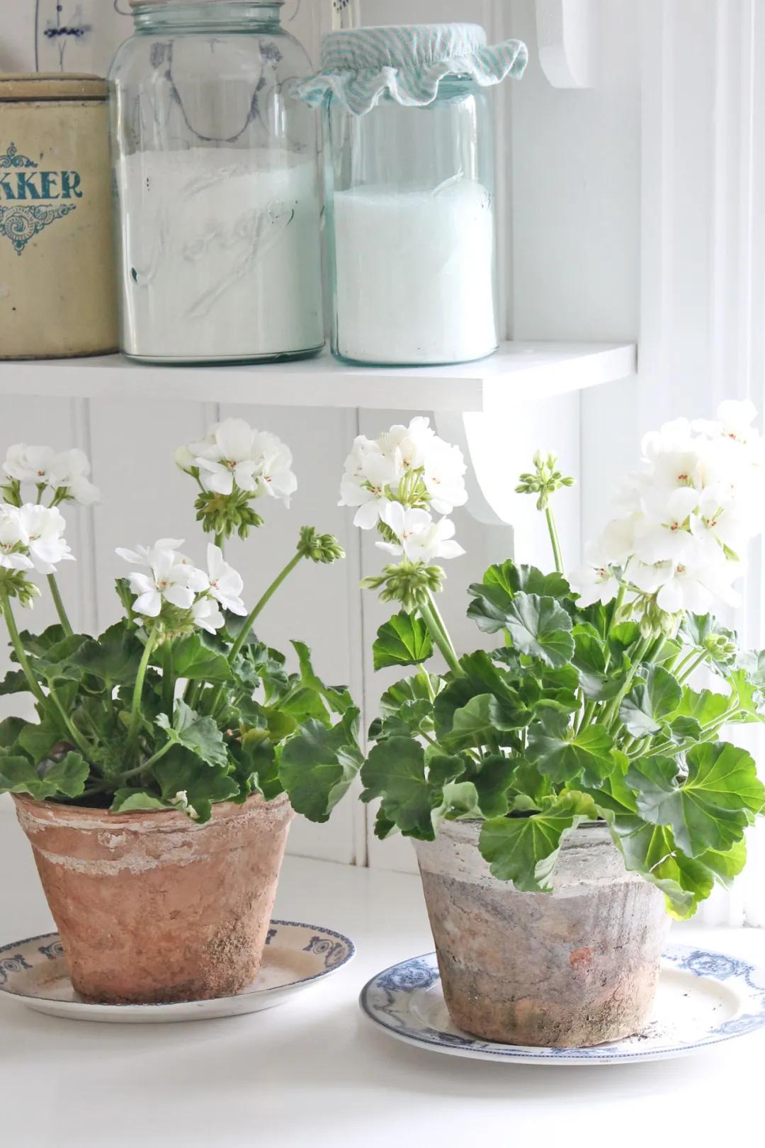 冬天天竺葵叶子发黄是什么原因,什么季节养天竺葵花最好