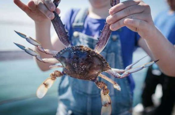 澳大利亚螃蟹哪里最好,澳大利亚黄金海岸抓螃蟹的地方