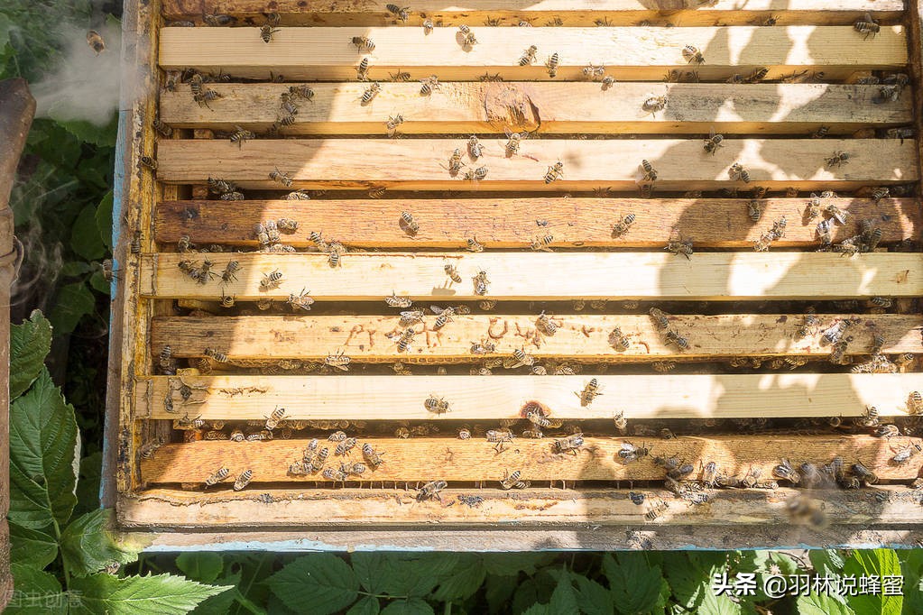 野外收蜜蜂怎样更快捉住蜂王,怎么找蜜蜂窝最快最有效抓蜂群