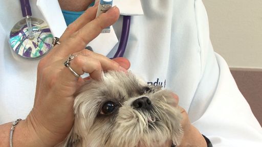 想要狗狗毛发浓密发亮吃什么,怎样让狗狗眼睛健康没有眼屎泪痕